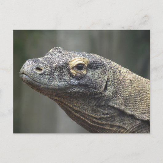 Komodo-Drache Postkarte (Vorderseite)