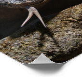 Komodo Drache zeigt seine Zunge Poster (Ecke)