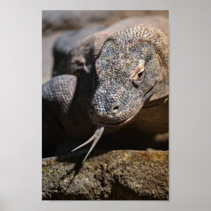 Komodo Drache zeigt seine Zunge Poster