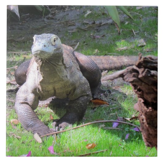 Komodo-Drachenteile Fliese (Vorderseite)