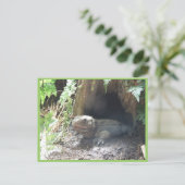 Komodo Dragon kommt aus seiner Zuhause unter Baum Postkarte (Stehend Vorderseite)