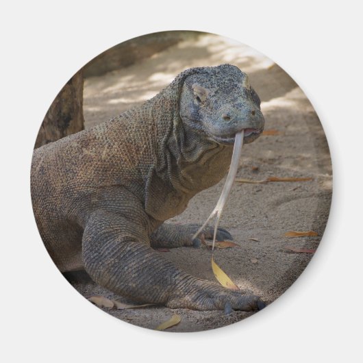 Komodo Dragon Licking Magnet (Vorne)