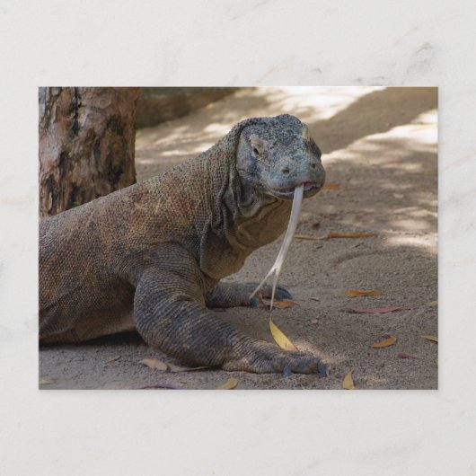 Komodo Dragon Licking Postkarte (Vorderseite)
