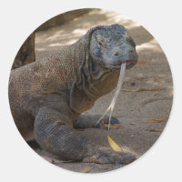 Komodo Dragon Licking