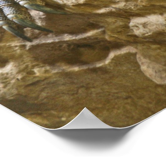 Komodo Dragon Poster (Ecke)