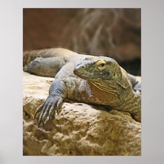 Komodo Dragon Poster (Vorne)