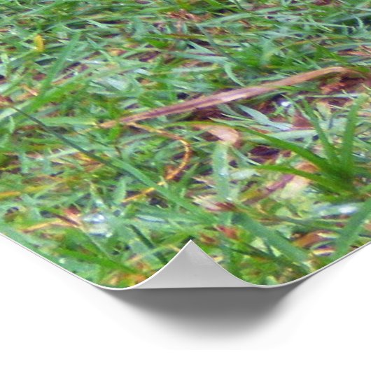 Komodo Dragon Poster (Ecke)