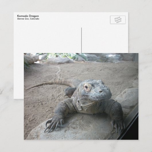 Komodo Dragon Postkarte (Vorne/Hinten)