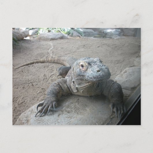 Komodo Dragon Postkarte (Vorderseite)