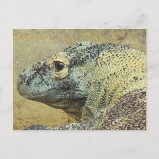 Komodo Dragon Postkarte (Vorderseite)