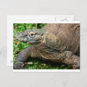 Komodo Dragon Postkarte (Vorne/Hinten)
