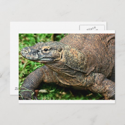 Komodo Dragon Postkarte (Vorne/Hinten)