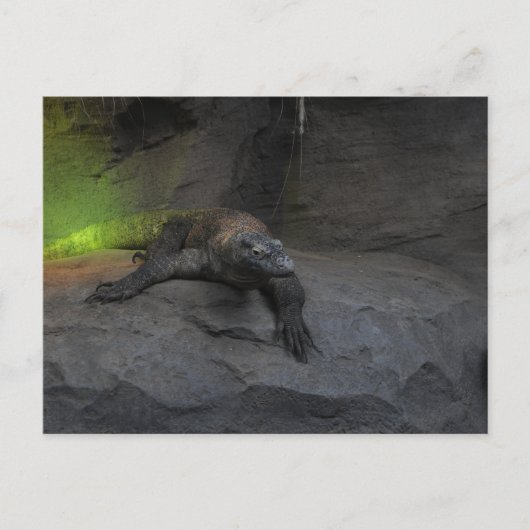 Komodo Dragon Postkarte (Vorderseite)
