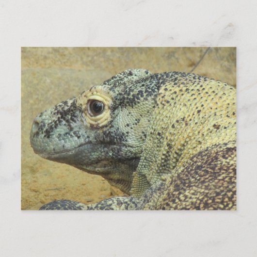 Komodo Dragon Postkarte (Vorderseite)