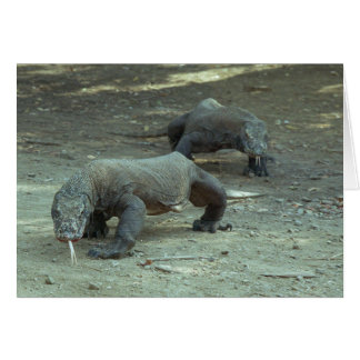 Komodo Dragons