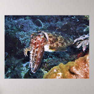Komodo Kuttlefish Poster