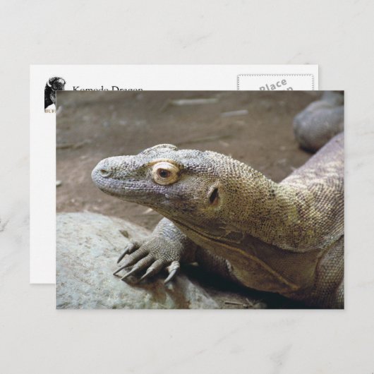 Komodo Profil Postkarte (Vorne/Hinten)