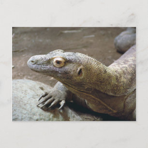 Komodo Profil Postkarte