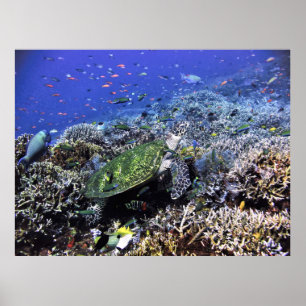 Komodo Reef Poster