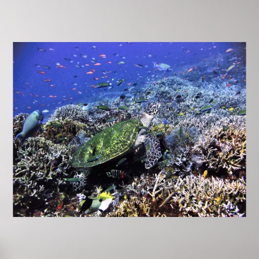 Komodo Reef Poster (Vorne)