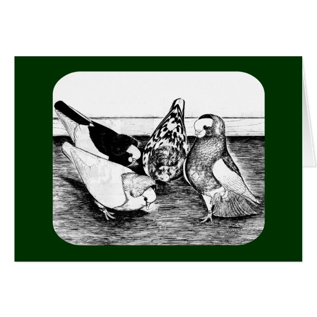 Komorner Tumbler Quartett (Vorderseite (Horizontal))