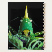 Kon-Headed Grasshopper Planer (Rückseite)