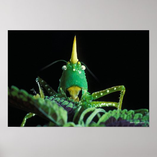 Kon-Headed Grasshopper Poster (Vorne)