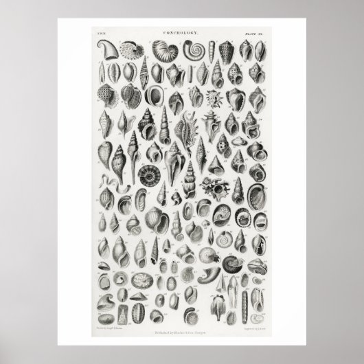 KONCHOLOGIE-FOSSILS (MUSCHELN) TIERARZNEIMITTELPUN POSTER (Vorne)