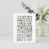 KONCHOLOGIE FOSSILS TIERKARTE POSTKARTE (Stehend Vorderseite)