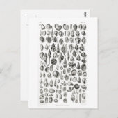 KONCHOLOGIE FOSSILS TIERKARTE POSTKARTE (Vorne/Hinten)