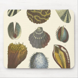 Konchologie-Sammlung Mousepad