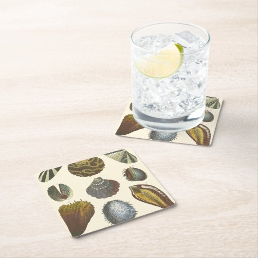 Konchologie-Sammlung Rechteckiger Pappuntersetzer (Vor Ort)