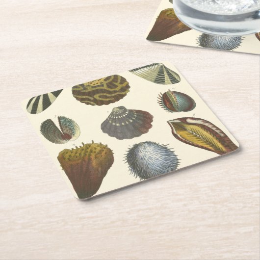 Konchologie-Sammlung Rechteckiger Pappuntersetzer (angewinkelt)