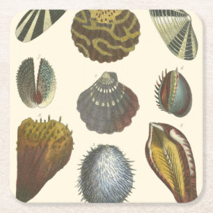 Konchologie-Sammlung Rechteckiger Pappuntersetzer