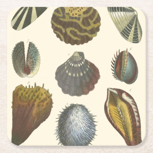 Konchologie-Sammlung Rechteckiger Pappuntersetzer (Vorderseite)