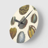 Konchologie-Sammlung Runde Wanduhr (Winkel)