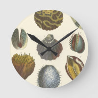 Konchologie-Sammlung