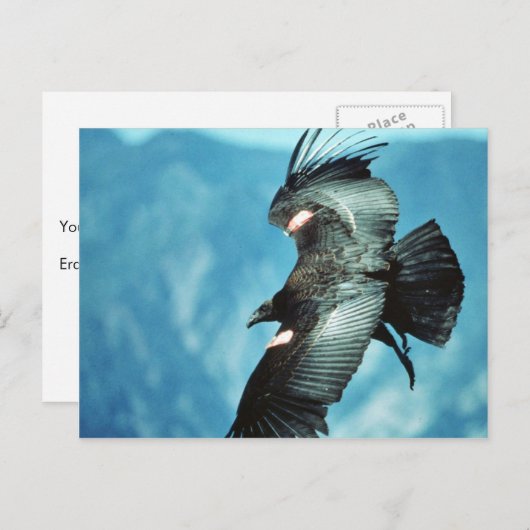 Kondor California Postkarte (Vorne/Hinten)