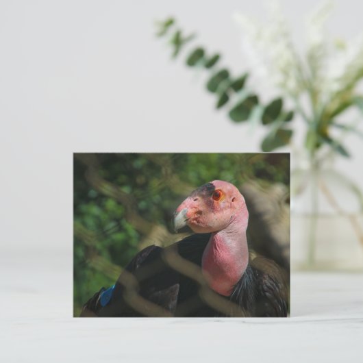 Kondor Postkarte (Stehend Vorderseite)