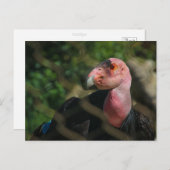 Kondor Postkarte (Vorne/Hinten)