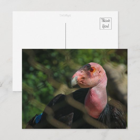 Kondor Postkarte (Vorne/Hinten)