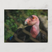 Kondor Postkarte (Vorderseite)