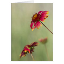 Kone Blume beginnen zu blühen