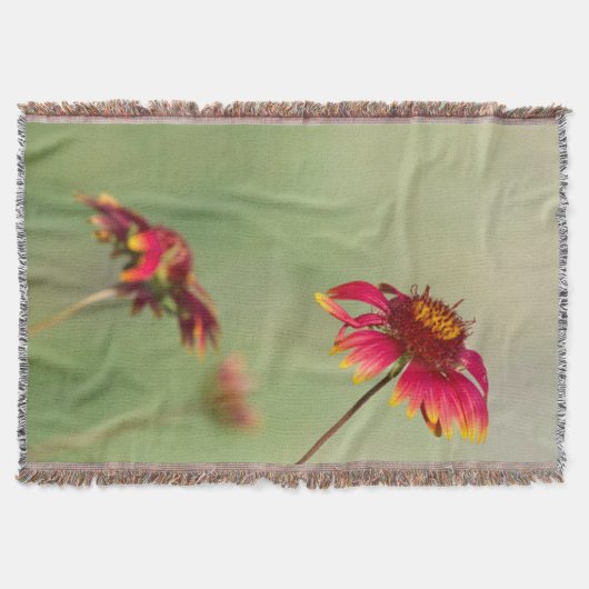 Kone Blume beginnen zu blühen Decke (Vorderseite)