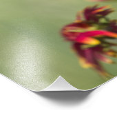 Kone Blume beginnen zu blühen Fotodruck (Ecke)