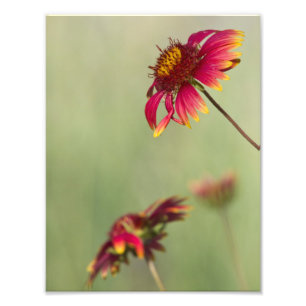 Kone Blume beginnen zu blühen Fotodruck