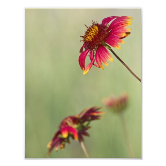Kone Blume beginnen zu blühen Fotodruck (Vorne)