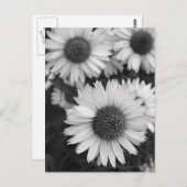 Kone-Blume - Daisy - in Schwarz und Weiß Postkarte (Vorne/Hinten)