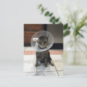 Kone der Scham verschieben - Katzenklatsche gut Po Postkarte (Stehend Vorderseite)