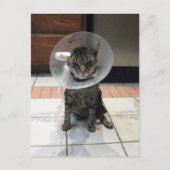 Kone der Scham verschieben - Katzenklatsche gut Po Postkarte (Vorderseite)